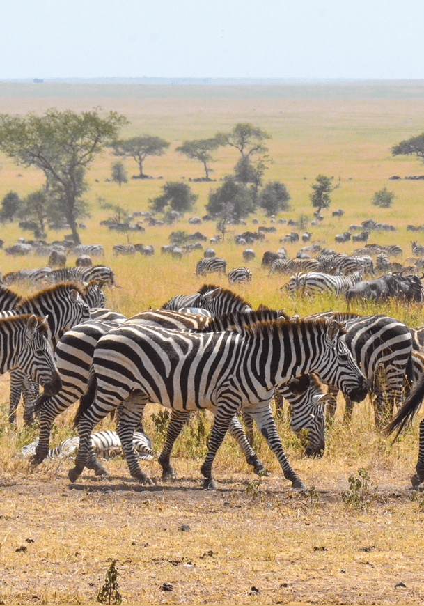 A herd of zebras walking in a field. Description generated by AI