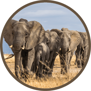 A herd of elephants is walking in a line through a field. AI generated content