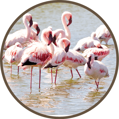 A group of pink flamingos in a body of water. Description generated by AI