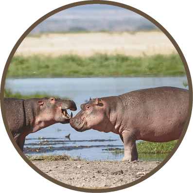 Two hippos are fighting in a river. Description generated by AI