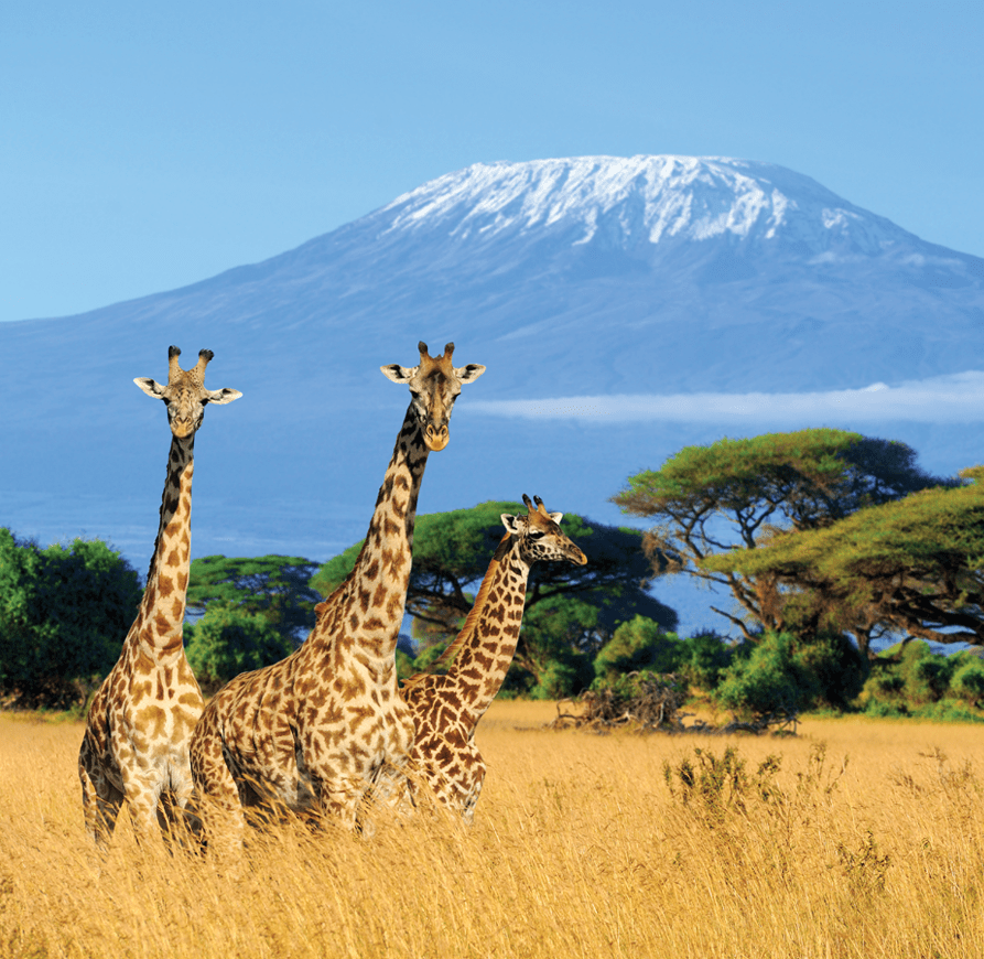 Three giraffe on Kilimanjaro mount background in National park of Kenya, Africa