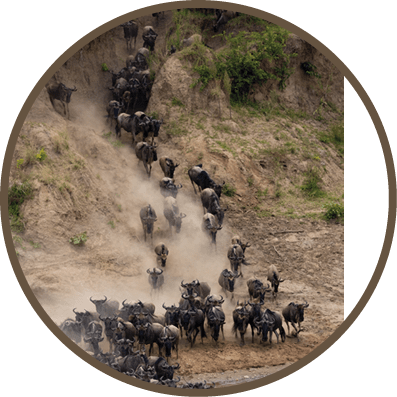 A herd of wildebeests are running down a hill. Description generated by AI