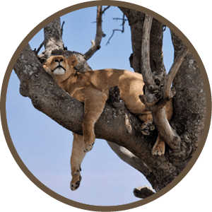 A lion is sleeping in a tree. Description generated by AI