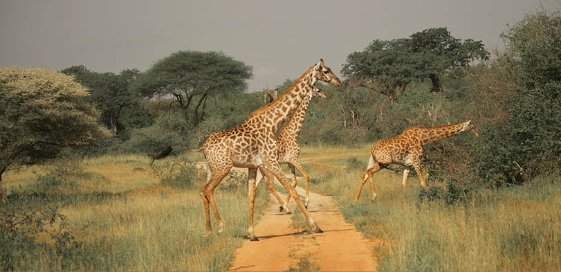 Two giraffes are walking on a dirt road. Description generated by AI