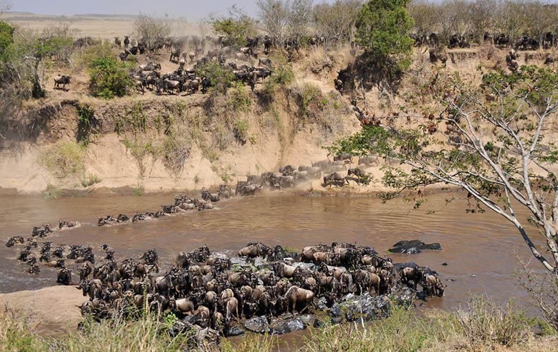 A herd of wildebeests is crossing a river. Description generated by AI