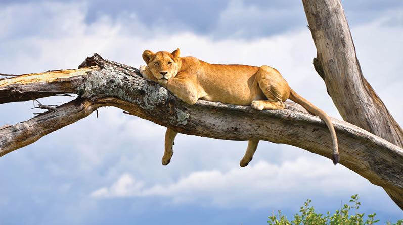 A lion is laying on a tree branch. Description generated by AI