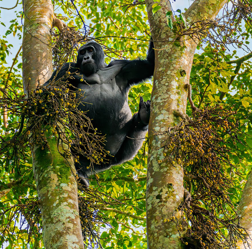 A gorilla climbing a tree. Description generated by AI