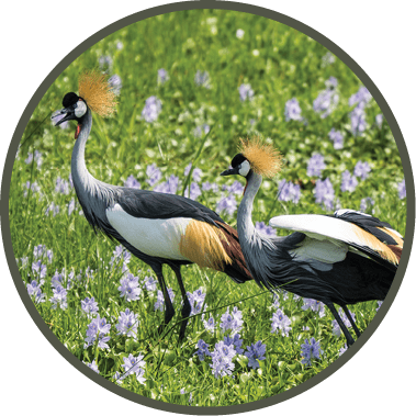 Two birds with long necks and feathers walking in a field of flowers. Description generated by AI