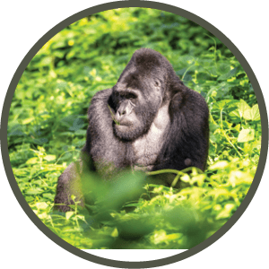 A gorilla is sitting in a grassy field. AI generated content