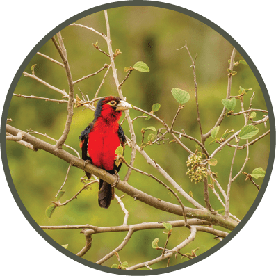 Two birds perched on a tree branch, one red and one orange. AI generated content