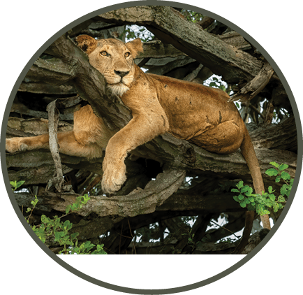 A lion is seen resting on a tree branch. AI generated content