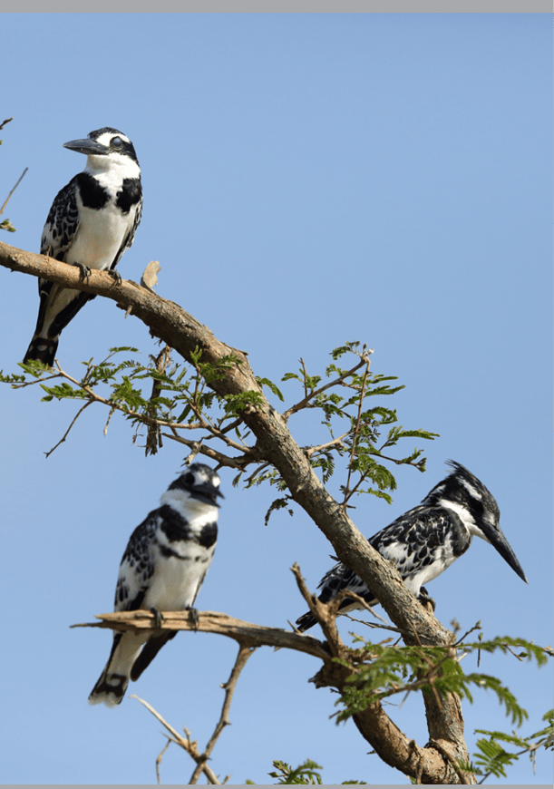 A group of birds perched on a tree branch. AI generated content