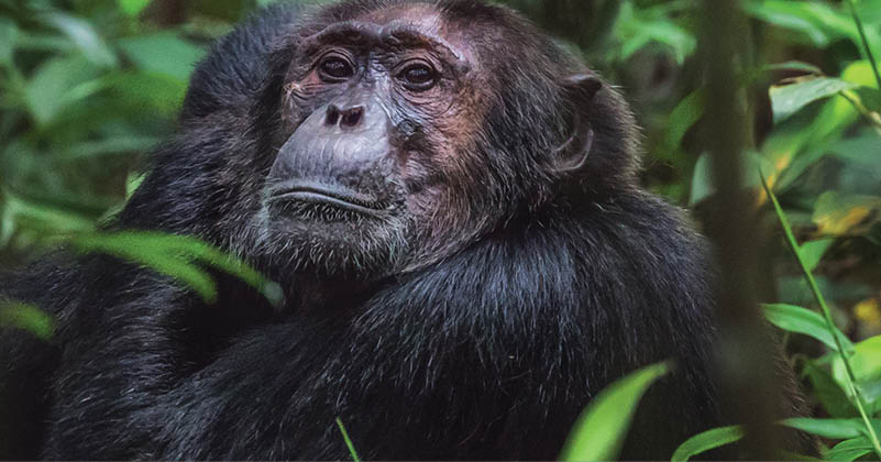 Old Chimpanzee sitting on a branch in Kibale Forest national Park Uganda looking into the cameralens while scratching his head