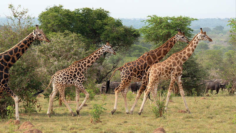 A group of giraffes are walking in a field with trees in the background. AI generated content