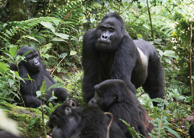 A group of gorillas in a forest. Description generated by AI