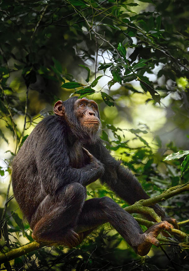 A monkey is sitting on a tree branch, surrounded by leaves. AI generated content