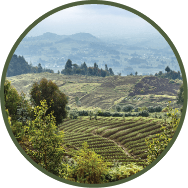 A vineyard with a mountain in the background. Description generated by AI