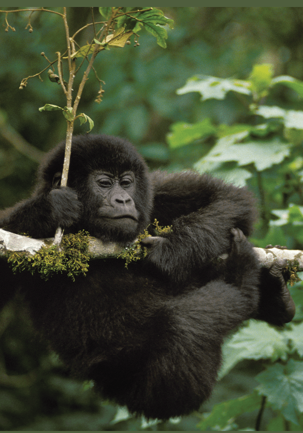 A black and white photo of a gorilla sitting on a tree branch. AI generated content