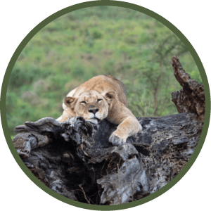 A lion is laying on a tree branch. Description generated by AI