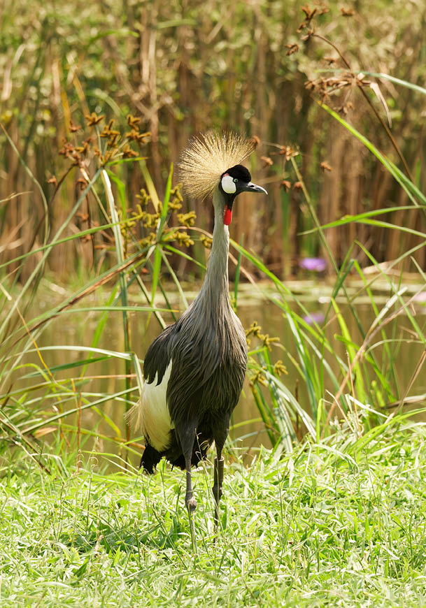A bird with a long neck stands in a grassy area near a body of water. AI generated content