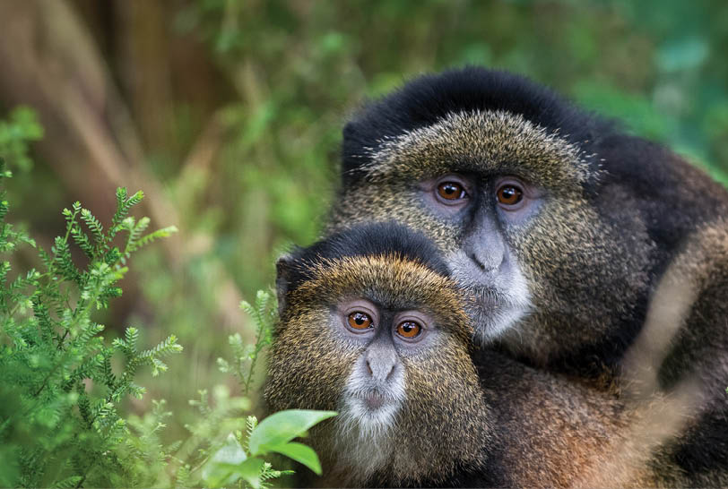 Two monkeys are hugging each other in a forest setting. AI generated content