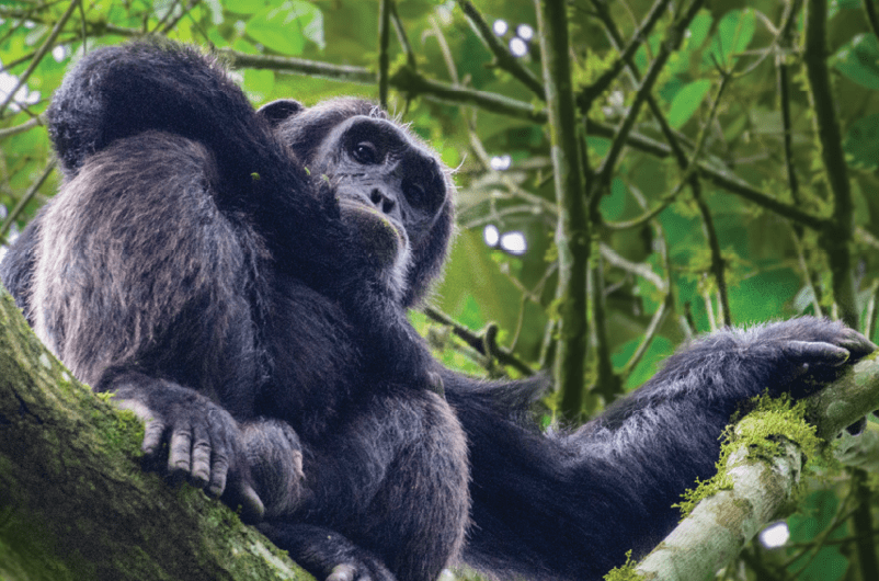 (Pan troglodytes) is an African ape.uganda