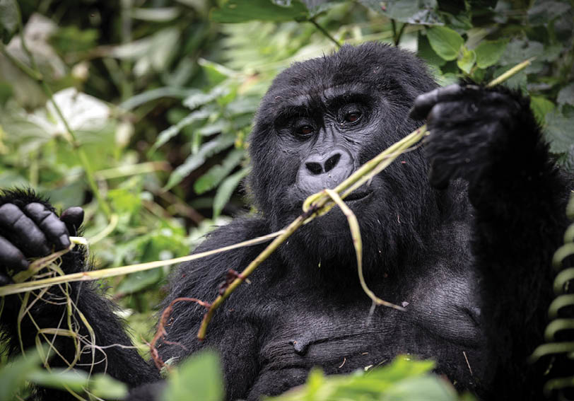 A gorilla is holding a branch in its hand. AI generated content