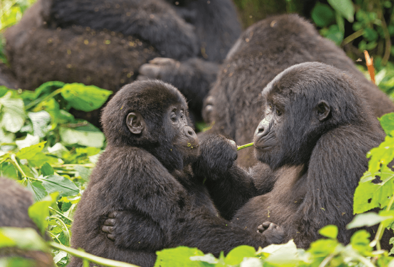 Two black gorillas are sitting in the grass, one is holding a branch in its mouth. AI generated content