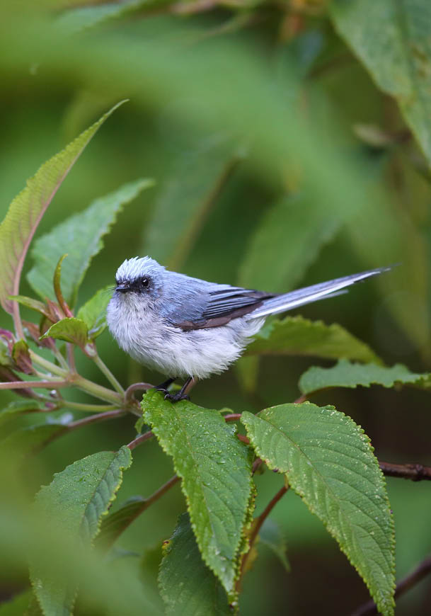 A small bird perched on a branch with green leaves. AI generated content