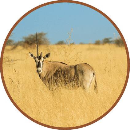 A zebra in a field of tall grass. Description generated by AI