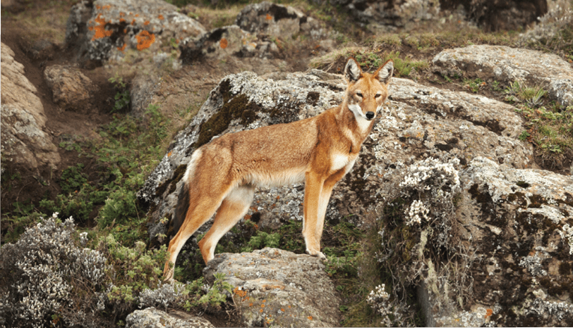 A coyote is standing on a rocky hillside. Description generated by AI
