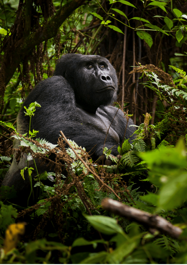 A gorilla in a forest. Description generated by AI