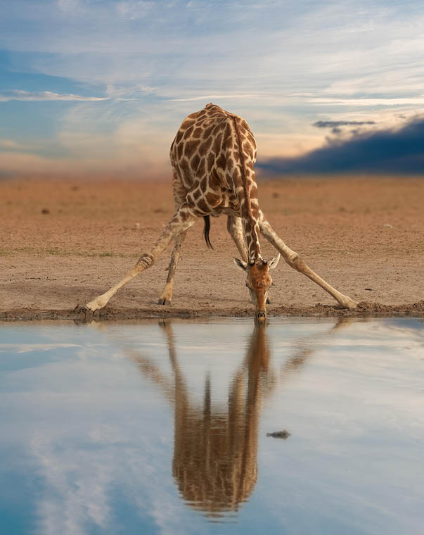Alone South African giraffe, Giraffa giraffa, drinking from waterhole against dramatic sky. Wildlife photography in Etosha pan, Namibia.