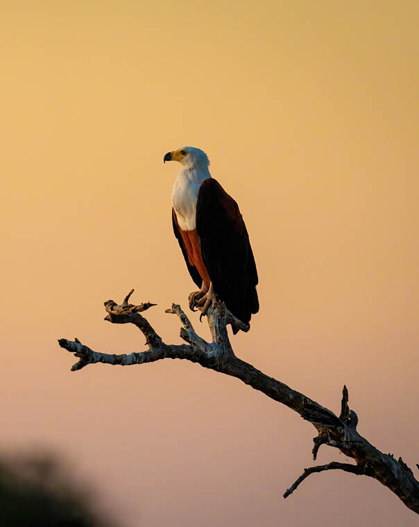 African fish eagle on branch at dusk