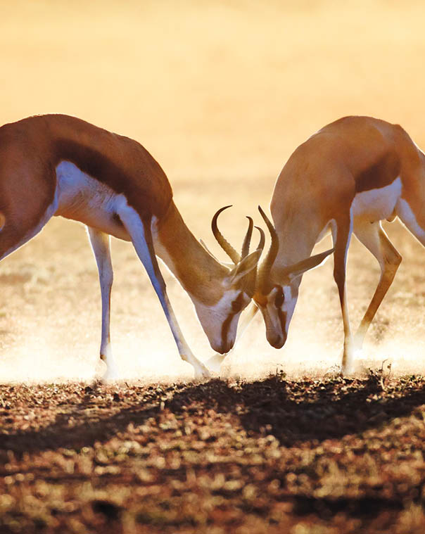 Springbok dual in dust - Kalahari desert - South Africa