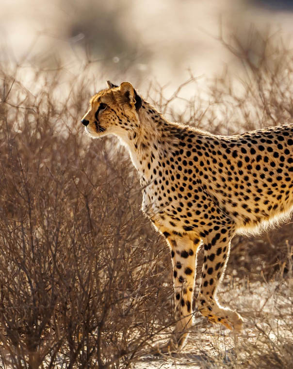 Cheetah in alert in Kgalagadi transfrontier park, South Africa ; Specie Acinonyx jubatus family of Felidae