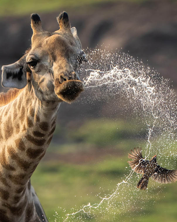 Close-up of giraffe dribbling water over oxpecker