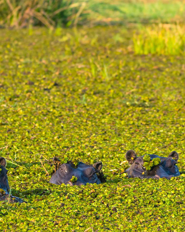 Botswana. Okavango Delta. Khwai Concession. Herd of hippos (Hippopotamus amphibius) in the Khwai river.