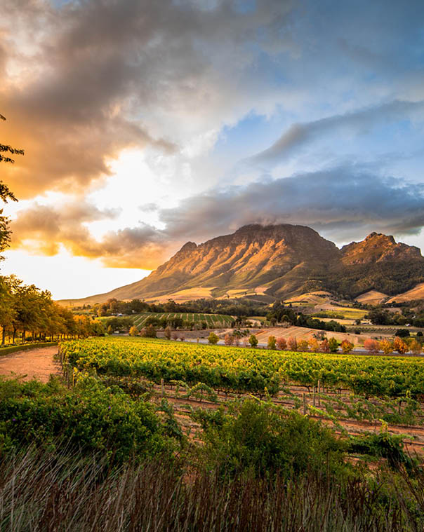 Wine region near Stellenbosch looking at Simonsberg in South Africa