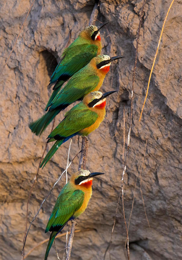 White-fronted bee-eater (Merops bullockoides) in front of nesting wall, Chobe River, Chobe National Park, Botswana