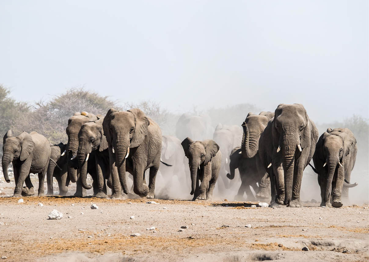 A herd of african elephants walking in Etosha national park. Namibia, Africa.