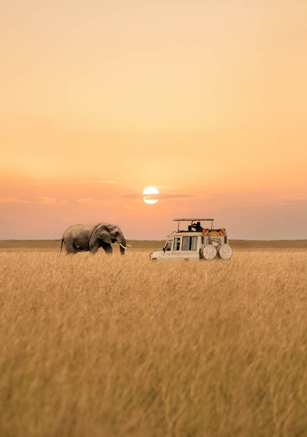 Lone African elephant walking with blurred foreground of savanna grassland and blurred tourist car stop by watching during sunset at Masai Mara National Reserve Kenya.
