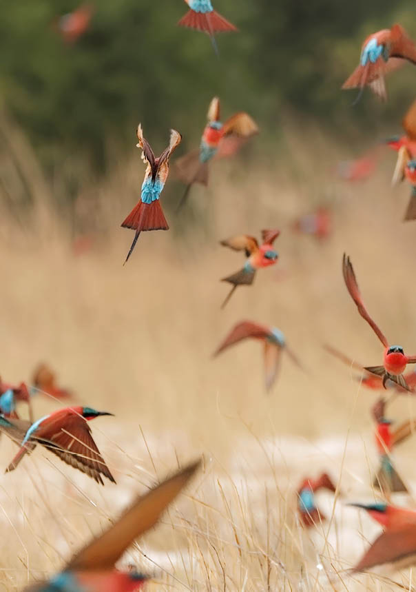 Southern carmine bee-eaters - Merops nubicoides - Scharlachspint