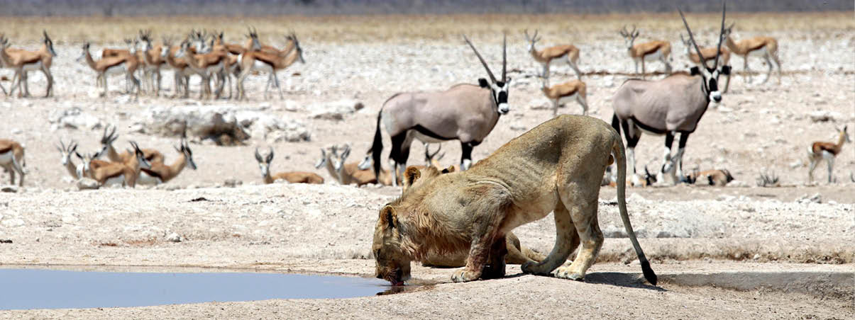 Lion at the waterhole - Namibia Africa