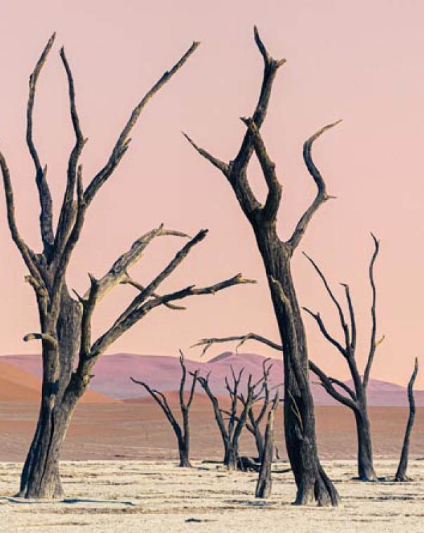 Deadvlei salt pan and dried acacia trees in Sossusvlei, Namibia. Dry dead trees, red sand dunes and moon over calm landscape of Namib desert on dawn, wilderness of an arid African desert.