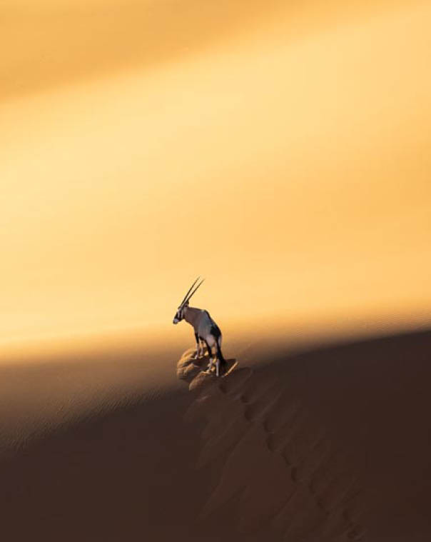 Solitary oryx standing on a sand dune in Sossusvlei desert during sunset on the edge of shadowy and light sand. Sossusvlei, Namibia.
