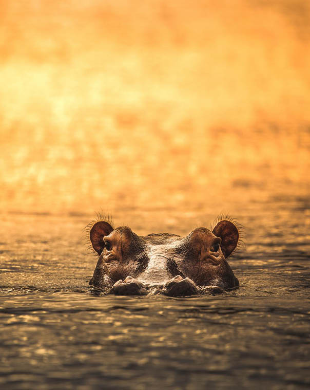 A picture of a hippo taken in the selous game reserve, Tanzania. just his face appearing