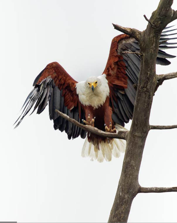African Fish-eagle - Haliaeetus vocifer large species of white and brown eagle found throughout sub-Saharan Africa, national bird of Namibia, Zimbabwe, Zambia, landing raptor on white background.