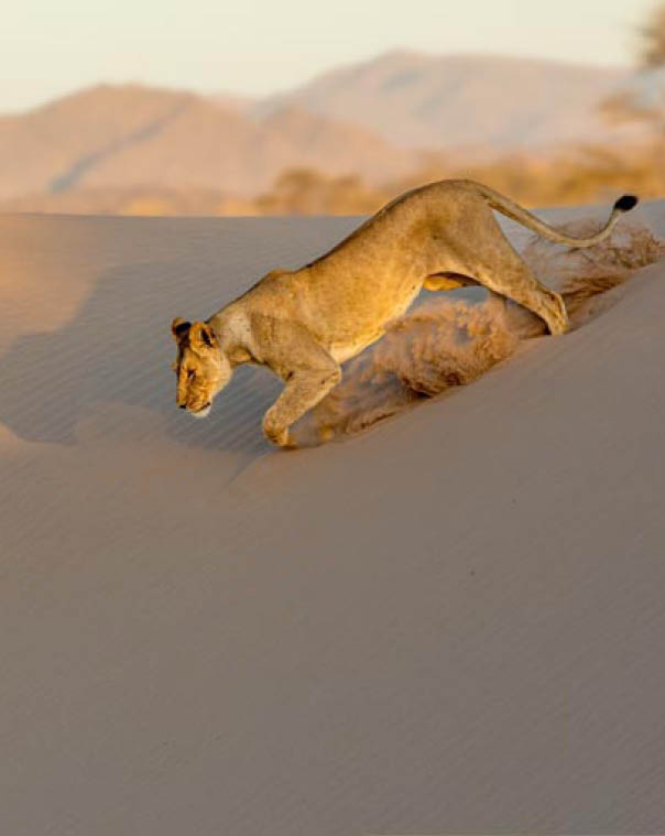 Desert lion in the Damaraland Namibia