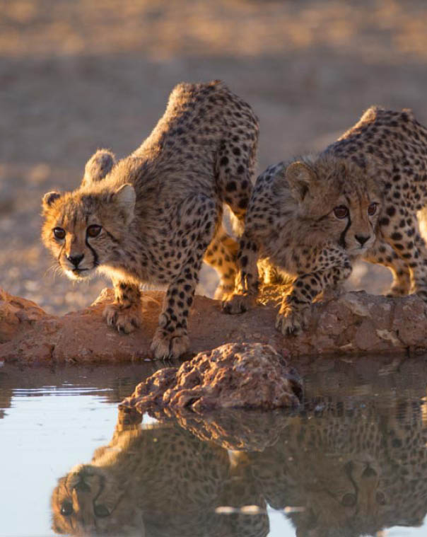 The beautiful cheetahs drinking water from a small pond with their reflection in the water
